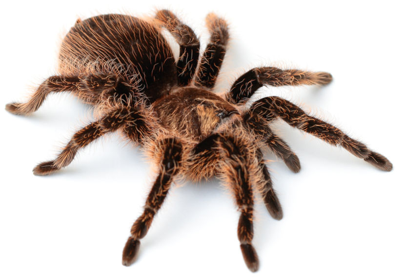Controle de aranhas