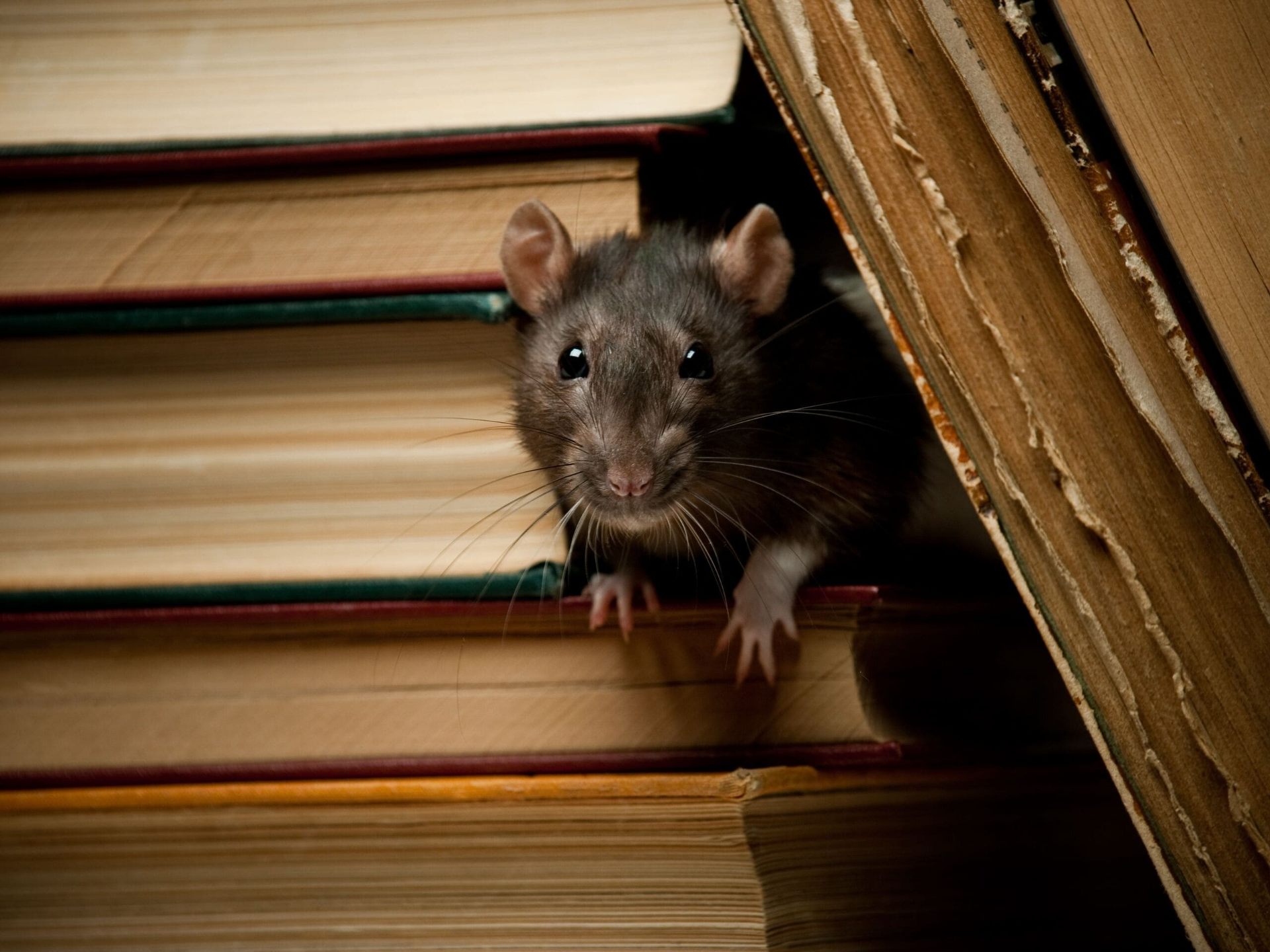 Controle de ratos